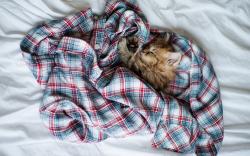Kitty sleep shirt