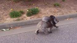 Very Angry Koala - Did you know why aggressive Koala are.