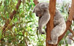 HD Wallpaper | Background ID:348712. 2560x1600 Animal Koala