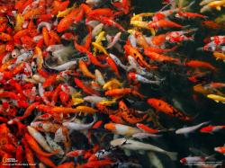 This photo is from 2010 National Geographic Photography Contest Wallpaper - Week 9. photo: koi fish ...
