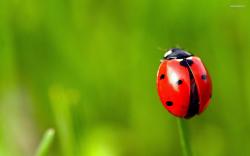 Ladybug Picture Wallpaper HD Desktop