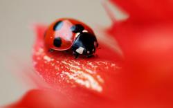 Ladybug Insect Flower Red Petals