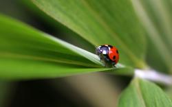 Ladybug on plant Wallpapers Pictures Photos Images. «