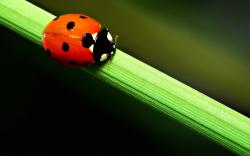Ladybug Wallpaper 3955