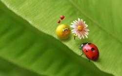 Humor - Ladybug Wallpaper