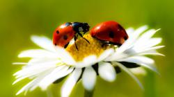 Ladybugs Wallpaper