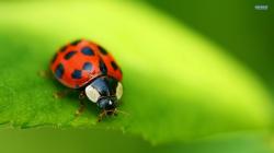 Popular Ladybugs Ladybug Animal Wallpaper