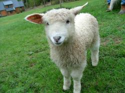 Cotswold Lamb