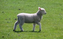 File:Dunedin lamb spring 2008.jpg