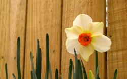 Daffodil Wallpapers Latest Wallpapers