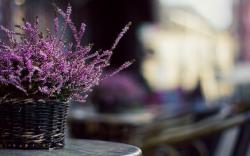 Flowers Lavender Basket Macro