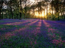 Lavender Meadow