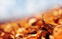 Autumn leaves blur