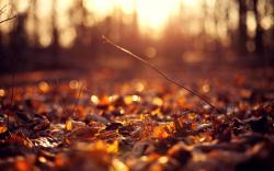 sun autumn macro leaves wallpaper background