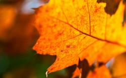 Leaf Orange Autumn Nature Macro