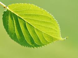 Green leaf vec