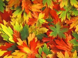 Cool Leaf Wallpaper