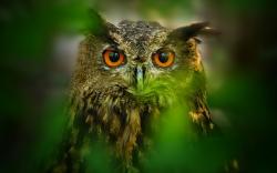 Leaves Nature Owl Bird