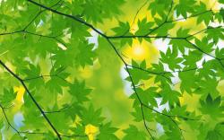 Leaf Wallpapers