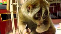 Lemur pieszczoszek :) (Lori Sonya :)