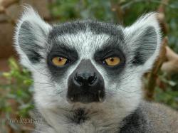 Lemur backgrounds ...