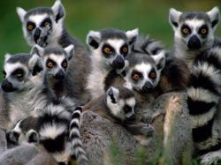 Lemurs Madagascar Lemurs