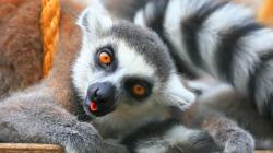 View And Download Lemur Desktop Wallpapers