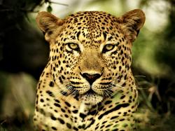 Leopard- Photo#04