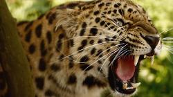 Angry Leopard HD Wallpaper 1920x1080