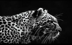 Leopard Art Drawing
