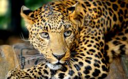 Relax Leopard Wallpapers