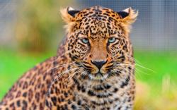 Leopard face HD close-up wallpaper 2560x1600.