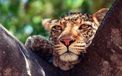Leopard eyes tree