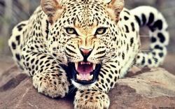 Leopards can also be treated as a prey. They were hunted for their fur that are usually used to produce ceremonial robes and coats.