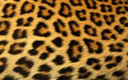 Leopard Print Background X Image. Rating: Click Stars To Rate