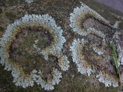 File:Plants flowers ice rocks lichens 230.jpg