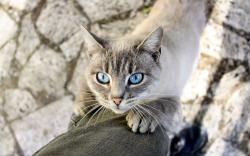 Light blue cat eyes