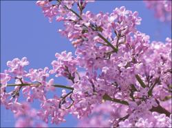 lilac - flowers Photo