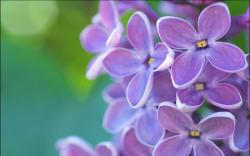 Lilac flowers hd