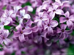 Purple Lilac Flower