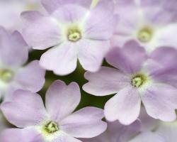 lilac-flower-9