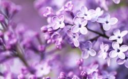 Nature Syringa Lilac Flowers HD Wallpaper
