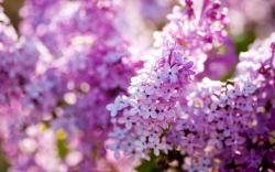 Lilac Nature Flowers