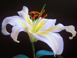 Lily Flower Images 26 HD Wallpapers