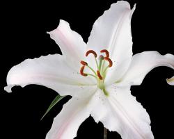 ... White Lily Flower