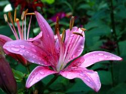 ... Beautiful Pictures of Colorful Lily (9) ...