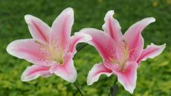 Lily Flowers 3 HD Images Wallpapers