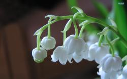 Lily of the valley #02 Image ...