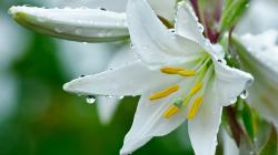 White Lily Flowers
