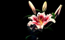 Lily Flower Wallpaper Picsopedia